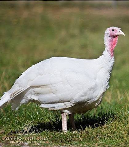 White Turkey